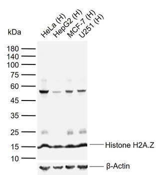 Histone H2A.Z Recombinant Rabbit Monoclonal Antibody