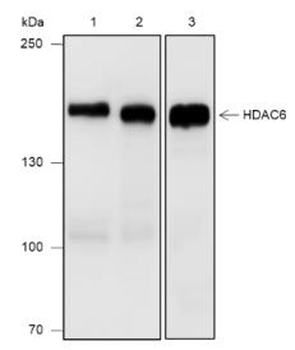 HDAC6 Recombinant Rabbit Monoclonal Antibody