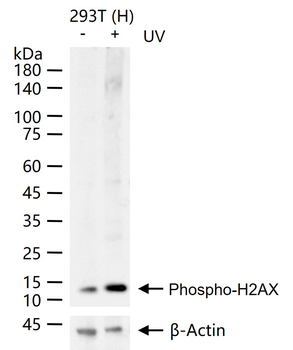 Phospho-H2AX (Ser139) Recombinant Rabbit Monoclonal Antibody