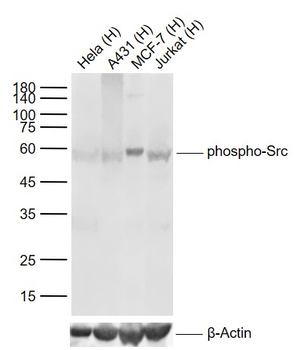 Phospho-Src (Tyr419) Recombinant Rabbit Monoclonal Antibody