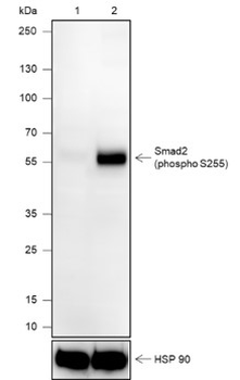 Phospho-Smad2 (Ser255) Recombinant Rabbit Monoclonal Antibody