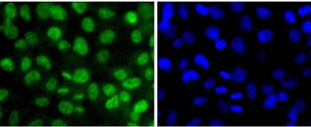 Phospho-SIRT1 (Thr530) Recombinant Rabbit Monoclonal Antibody