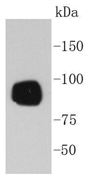Phospho-RPS6KA1 (Ser380) Recombinant Rabbit Monoclonal Antibody