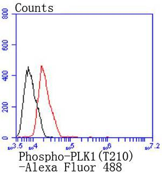 Phospho-PLK1 (Thr210) Recombinant Rabbit Monoclonal Antibody