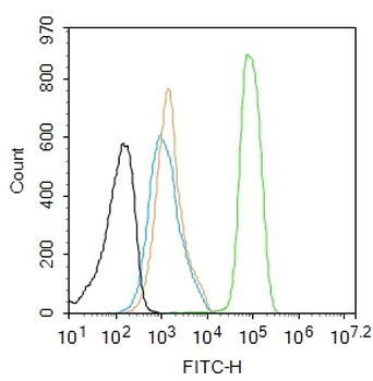 Phospho-PKC alpha (Thr638) Recombinant Rabbit Monoclonal Antibody