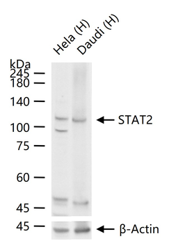 STAT2 Recombinant Rabbit Monoclonal Antibody
