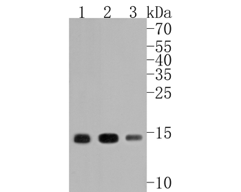 Histone H3 (acetyl K14) Recombinant Rabbit Monoclonal Antibody