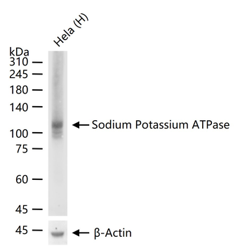 Sodium Potassium ATPase Recombinant Rabbit Monoclonal Antibody