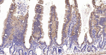 Sodium Potassium ATPase Recombinant Rabbit Monoclonal Antibody