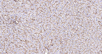 Sodium Potassium ATPase Recombinant Rabbit Monoclonal Antibody