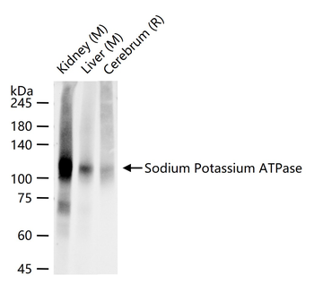 Sodium Potassium ATPase Recombinant Rabbit Monoclonal Antibody