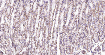 Sodium Potassium ATPase Recombinant Rabbit Monoclonal Antibody