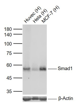 Smad1 Recombinant Rabbit Monoclonal Antibody