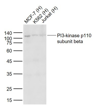PI3-kinase p110 subunit beta Recombinant Rabbit Monoclonal Antibody