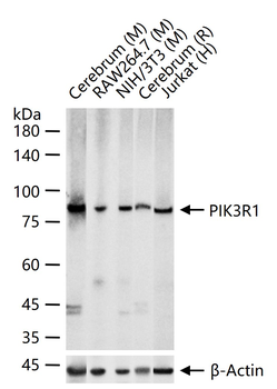 PIK3R1 Recombinant Rabbit Monoclonal Antibody