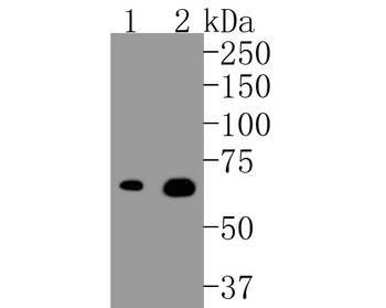 Phospho-TrkB (Tyr817) Recombinant Rabbit Monoclonal Antibody