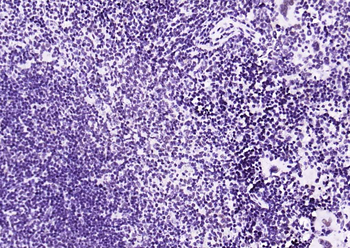 Phospho-STAT1 (Ser727) Recombinant Rabbit Monoclonal Antibody