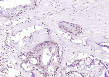 Phospho-STAT1 (Ser727) Recombinant Rabbit Monoclonal Antibody