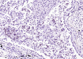 Phospho-STAT1 (Ser727) Recombinant Rabbit Monoclonal Antibody
