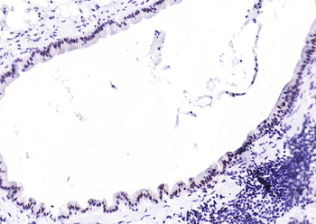 Phospho-STAT1 (Ser727) Recombinant Rabbit Monoclonal Antibody