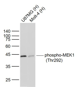 Phospho-MEK1 (Thr292) Recombinant Rabbit Monoclonal Antibody