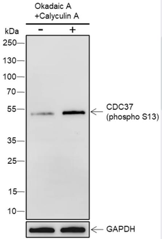 Phospho-CDC37 (Ser13) Recombinant Rabbit Monoclonal Antibody