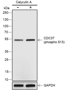 Phospho-CDC37 (Ser13) Recombinant Rabbit Monoclonal Antibody