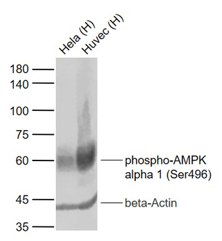 Phospho-AMPK alpha 1 (Ser496) Recombinant Rabbit Monoclonal Antibody