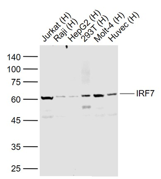 IRF7 Recombinant Rabbit Monoclonal Antibody