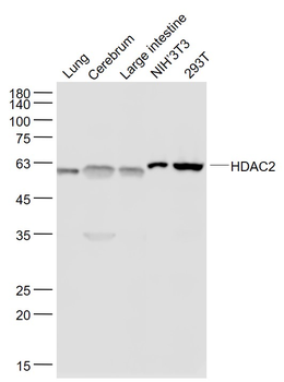HDAC2 Recombinant Rabbit Monoclonal Antibody