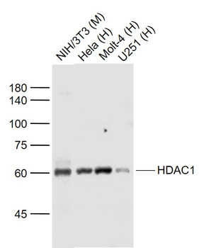 HDAC1 Recombinant Rabbit Monoclonal Antibody (Nuclear Loading Control)