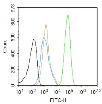 FOXP3 Recombinant Rabbit Monoclonal Antibody