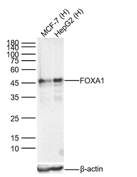 FOXA1 Recombinant Rabbit Monoclonal Antibody