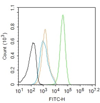 ERK5 Recombinant Rabbit Monoclonal Antibody