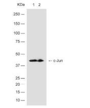 C-Jun Recombinant Rabbit Monoclonal Antibody