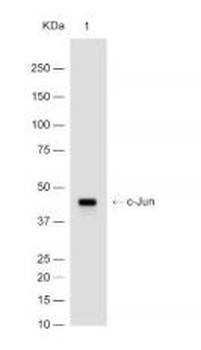C-Jun Recombinant Rabbit Monoclonal Antibody