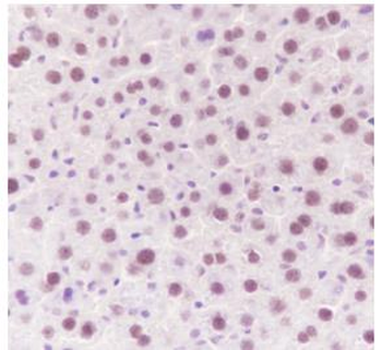 Cdk9 Recombinant Rabbit Monoclonal Antibody