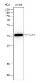 Cdk6 Recombinant Rabbit Monoclonal Antibody