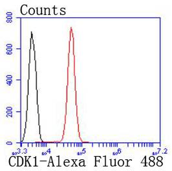 CDK1 Recombinant Rabbit Monoclonal Antibody