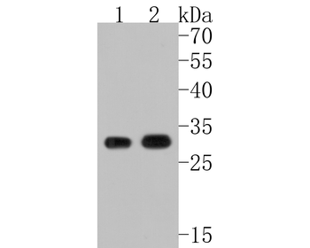CDK1 Recombinant Rabbit Monoclonal Antibody