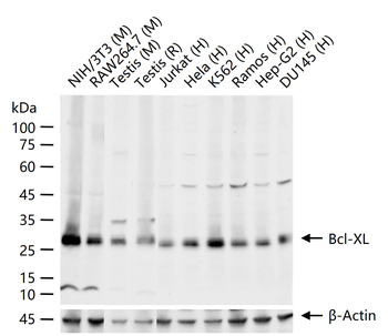 Bcl-XL Recombinant Rabbit Monoclonal Antibody