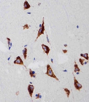 RPS6 (N-term) Mouse Monoclonal Antibody