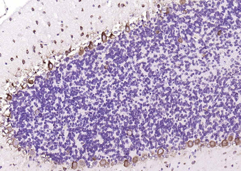 RPS6 (N-term) Mouse Monoclonal Antibody