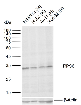 RPS6 (N-term) Mouse Monoclonal Antibody