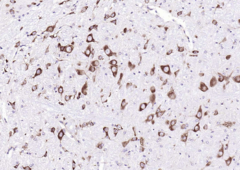 RPS6 (N-term) Mouse Monoclonal Antibody