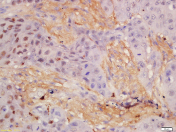 UAP56 Rabbit Polyclonal Antibody