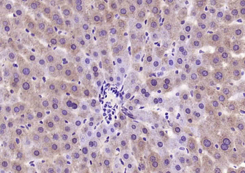 Factor I light chain Rabbit Polyclonal Antibody