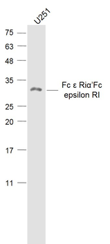 Fc ε RIα/Fc epsilon RI Rabbit Polyclonal Antibody