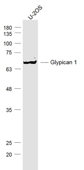 Glypican 1 Rabbit Polyclonal Antibody