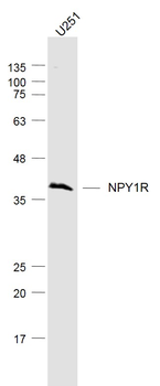 NPY1R Rabbit Polyclonal Antibody